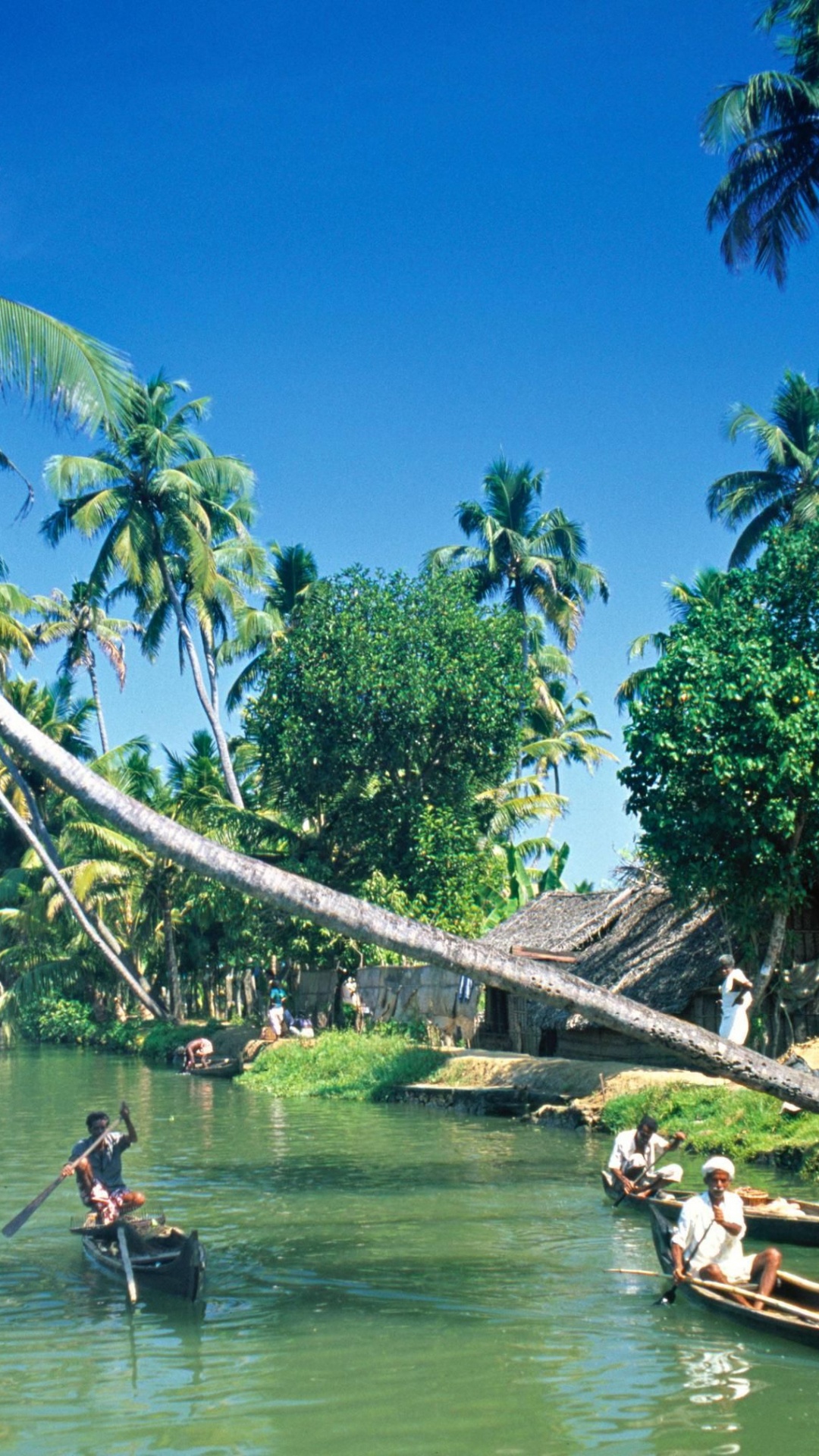 Обои Алаппужа, Заводям Кералы, Туризм в Керале, тропическая зона, дерево в разрешении 1080x1920