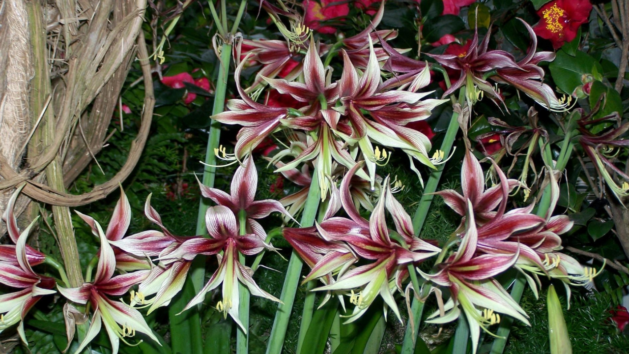 Обои цветковое растение, многолетнее растение, растение, наземное растение, семья амариллис в разрешении 1280x720