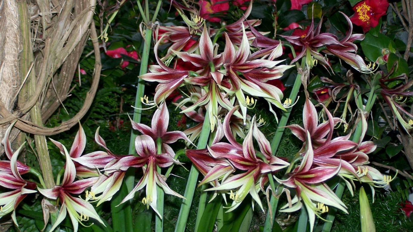 Обои цветковое растение, многолетнее растение, растение, наземное растение, семья амариллис в разрешении 1366x768