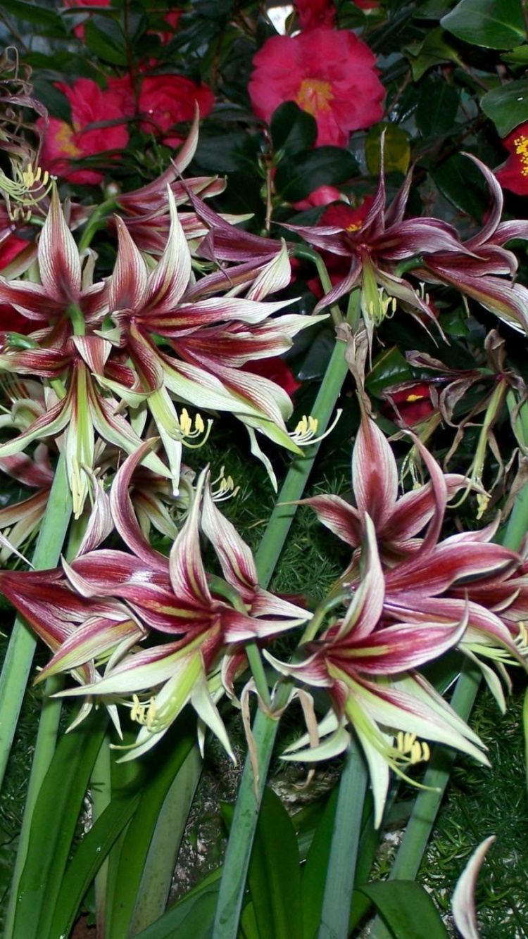 Обои цветковое растение, многолетнее растение, растение, наземное растение, семья амариллис в разрешении 750x1334