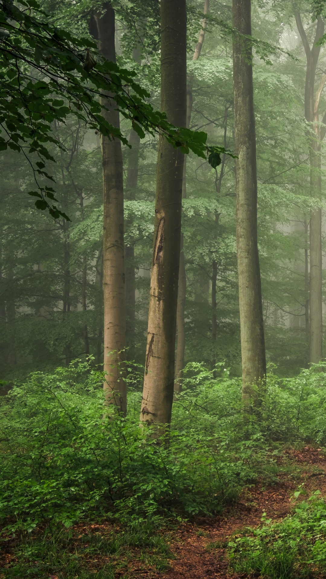 Обои лес, дерево, лесистая местность, растительность, тропический лес в разрешении 1080x1920