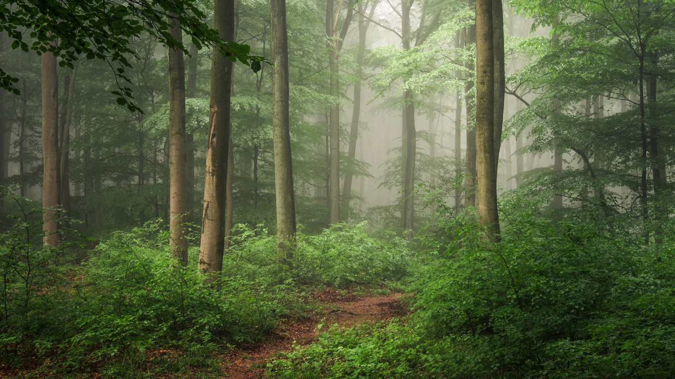 Обои лес, дерево, лесистая местность, растительность, тропический лес в разрешении 1366x768