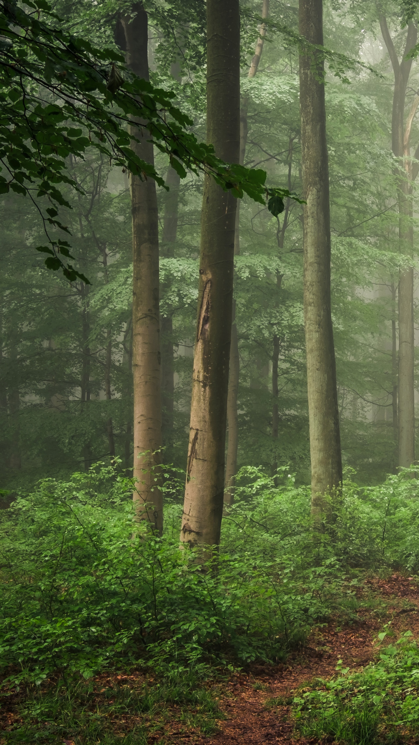 Обои лес, дерево, лесистая местность, растительность, тропический лес в разрешении 1440x2560