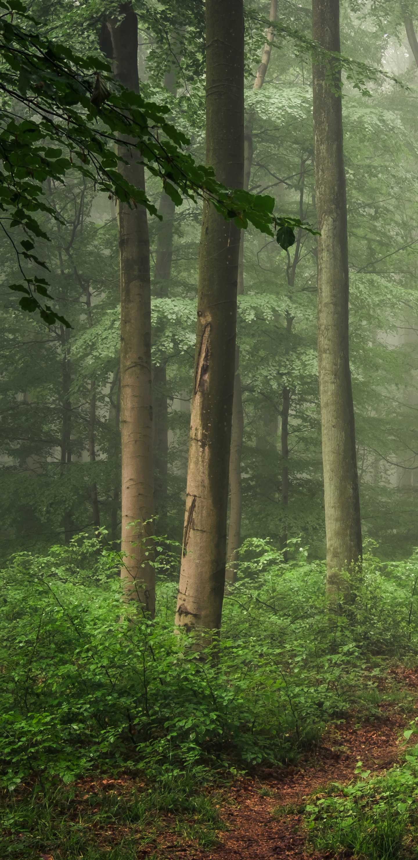 Обои лес, дерево, лесистая местность, растительность, тропический лес в разрешении 1440x2960