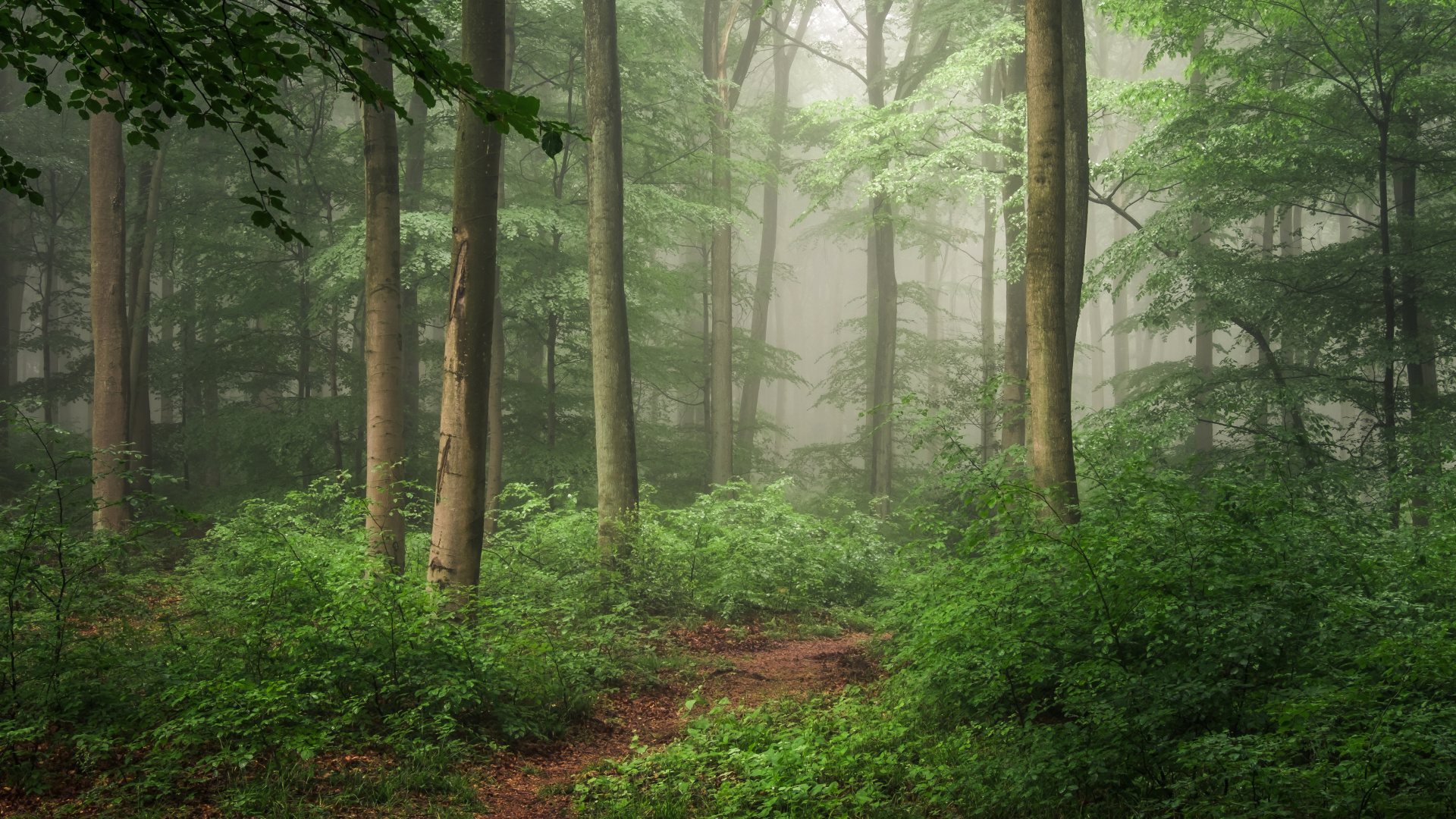 Обои лес, дерево, лесистая местность, растительность, тропический лес в разрешении 1920x1080