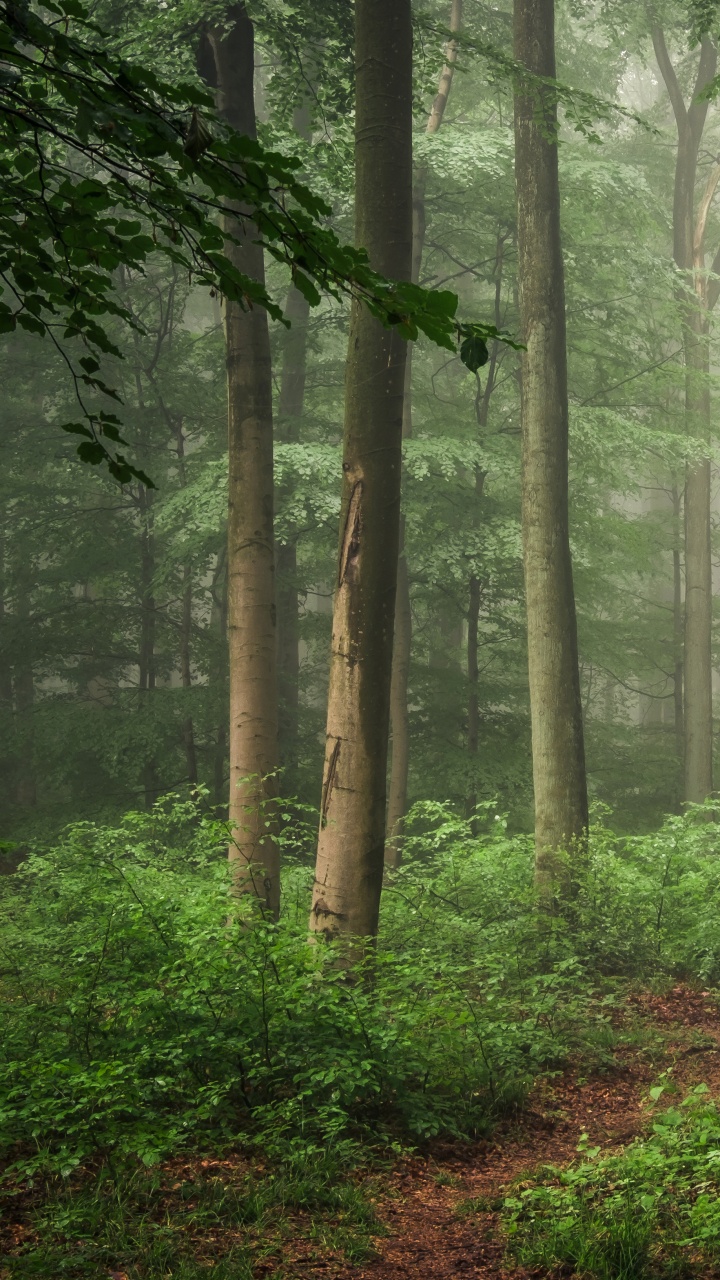 Обои лес, дерево, лесистая местность, растительность, тропический лес в разрешении 720x1280