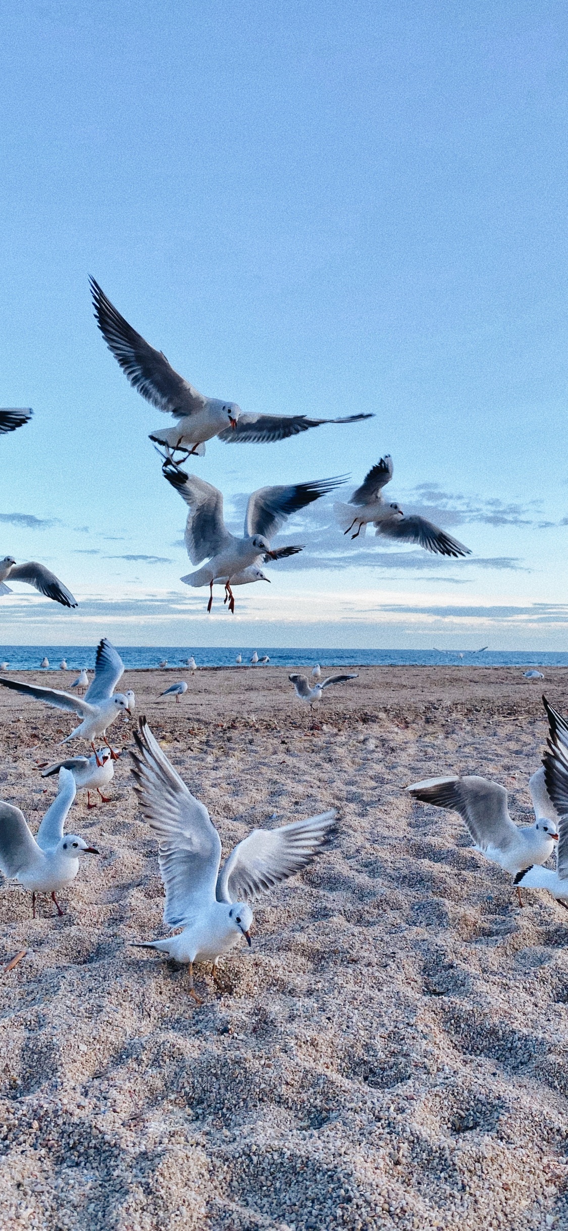 Обои окружающая среда, птица, миграция птиц, миграция животных, адаптация в разрешении 1125x2436