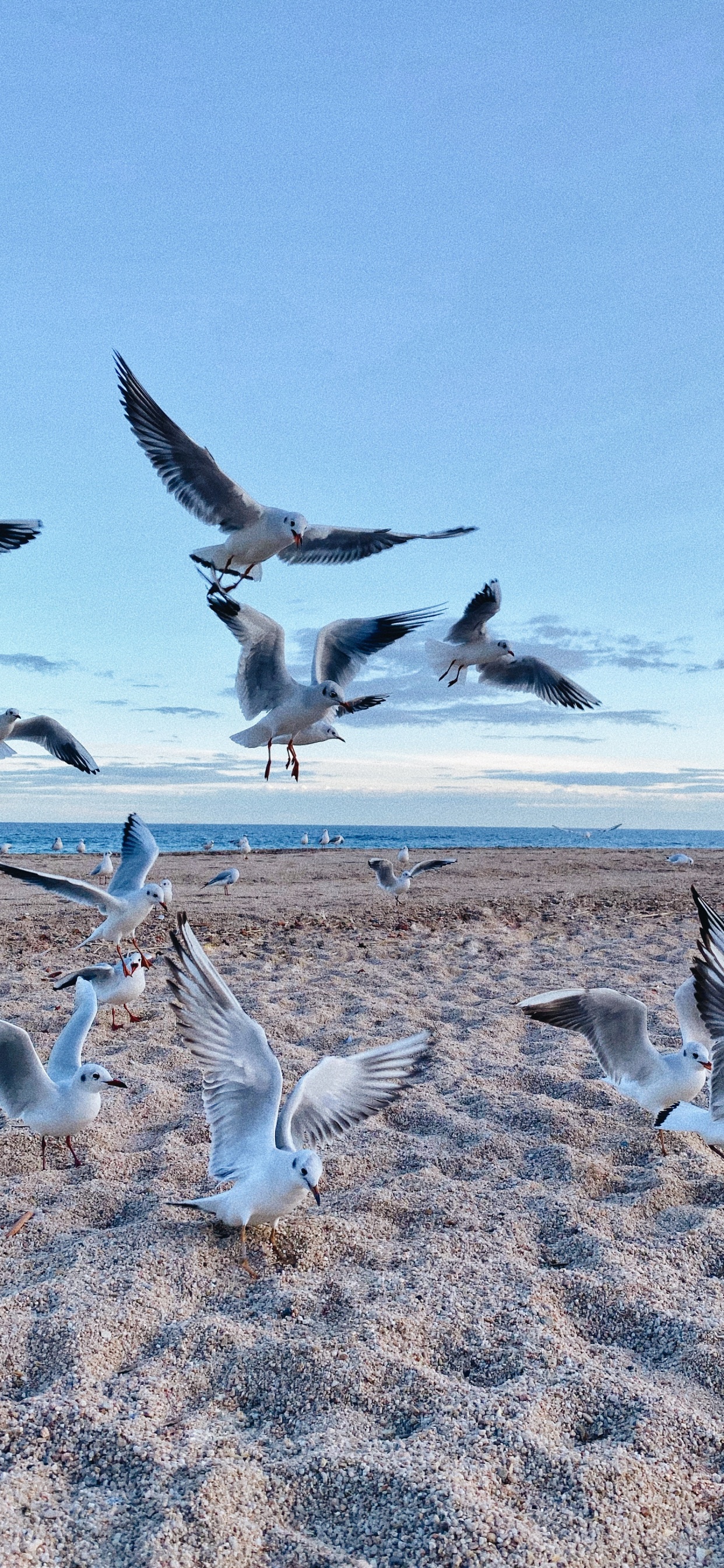 Обои окружающая среда, птица, миграция птиц, миграция животных, адаптация в разрешении 1242x2688