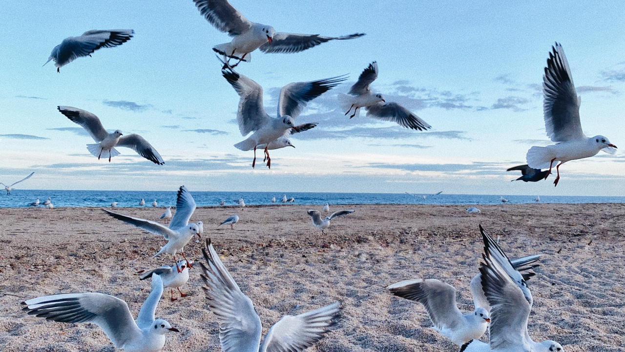 Обои окружающая среда, птица, миграция птиц, миграция животных, адаптация в разрешении 1280x720