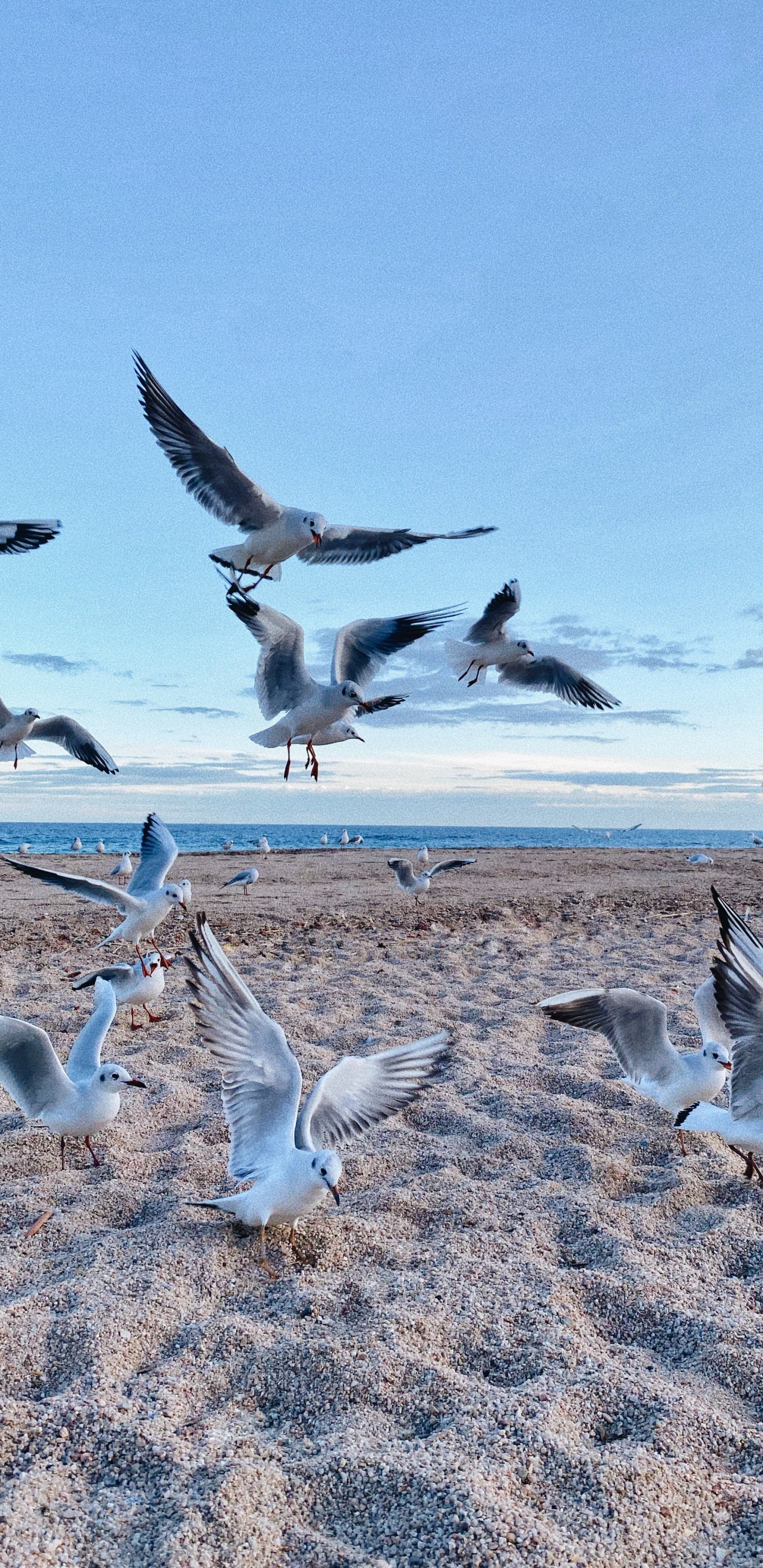 Обои окружающая среда, птица, миграция птиц, миграция животных, адаптация в разрешении 1440x2960