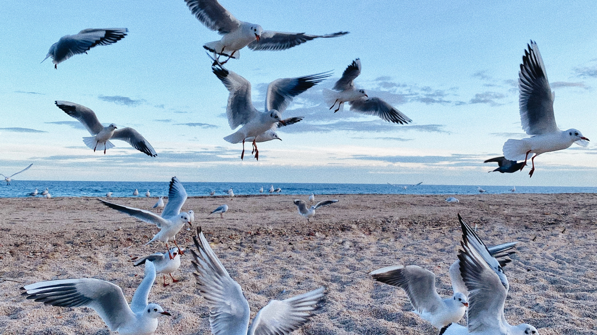Обои окружающая среда, птица, миграция птиц, миграция животных, адаптация в разрешении 1920x1080