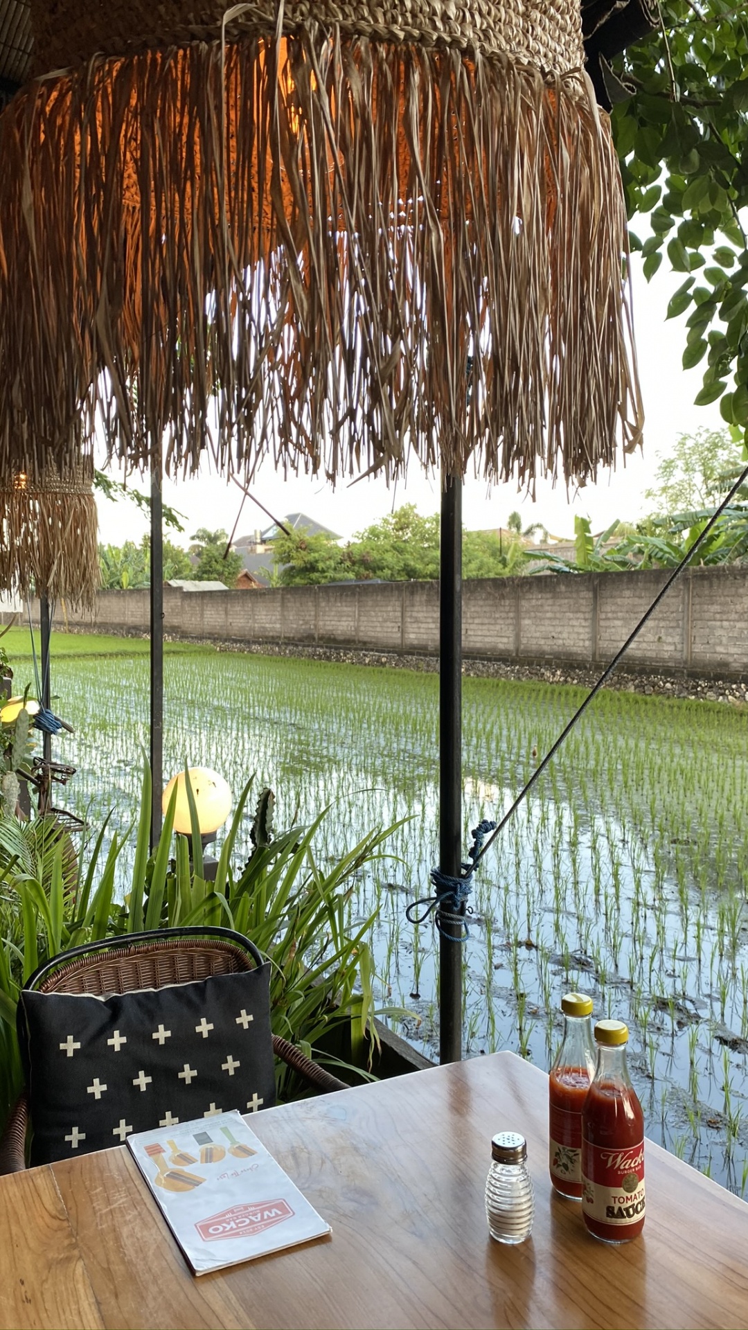 Обои бали, вода, пальмовые рощи, наука, биология в разрешении 1080x1920