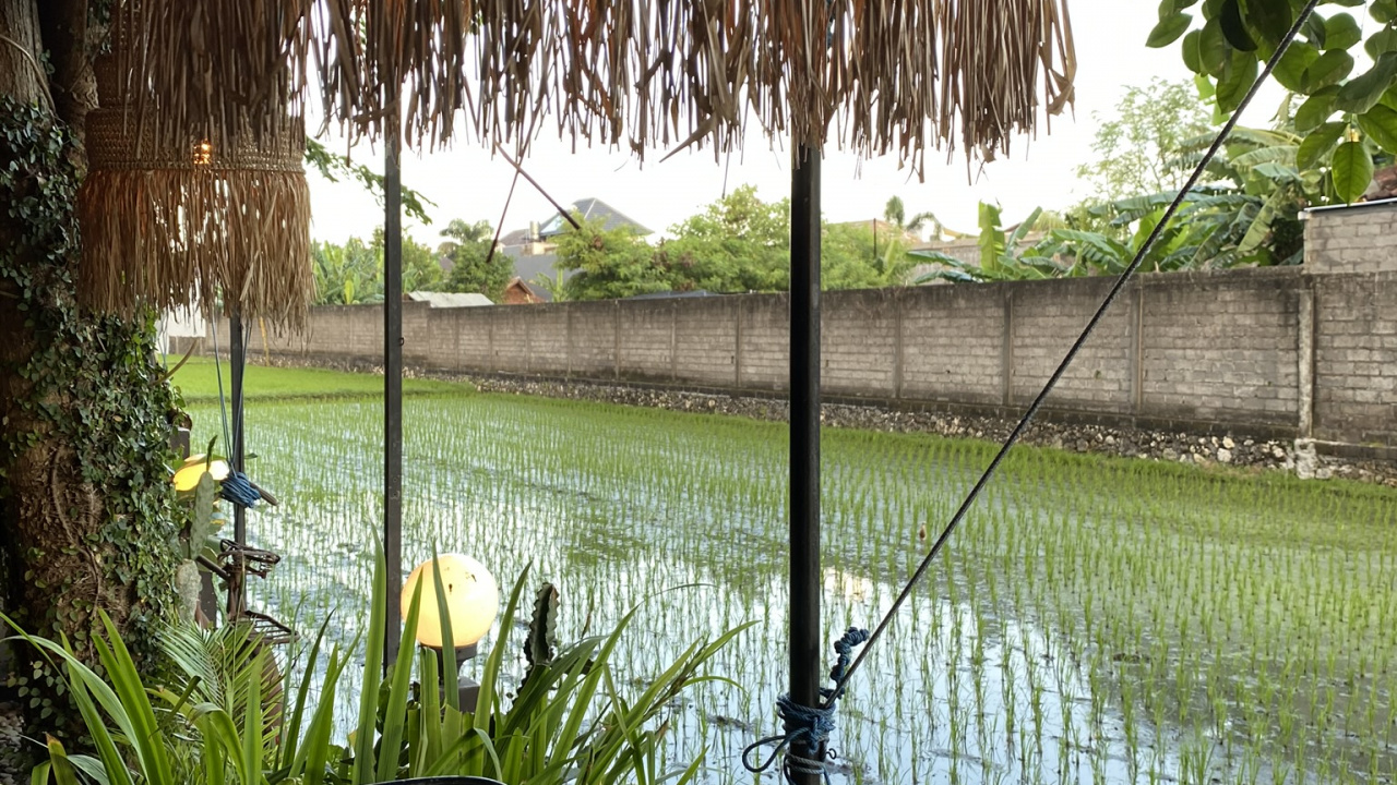 Обои бали, вода, пальмовые рощи, наука, биология в разрешении 1280x720