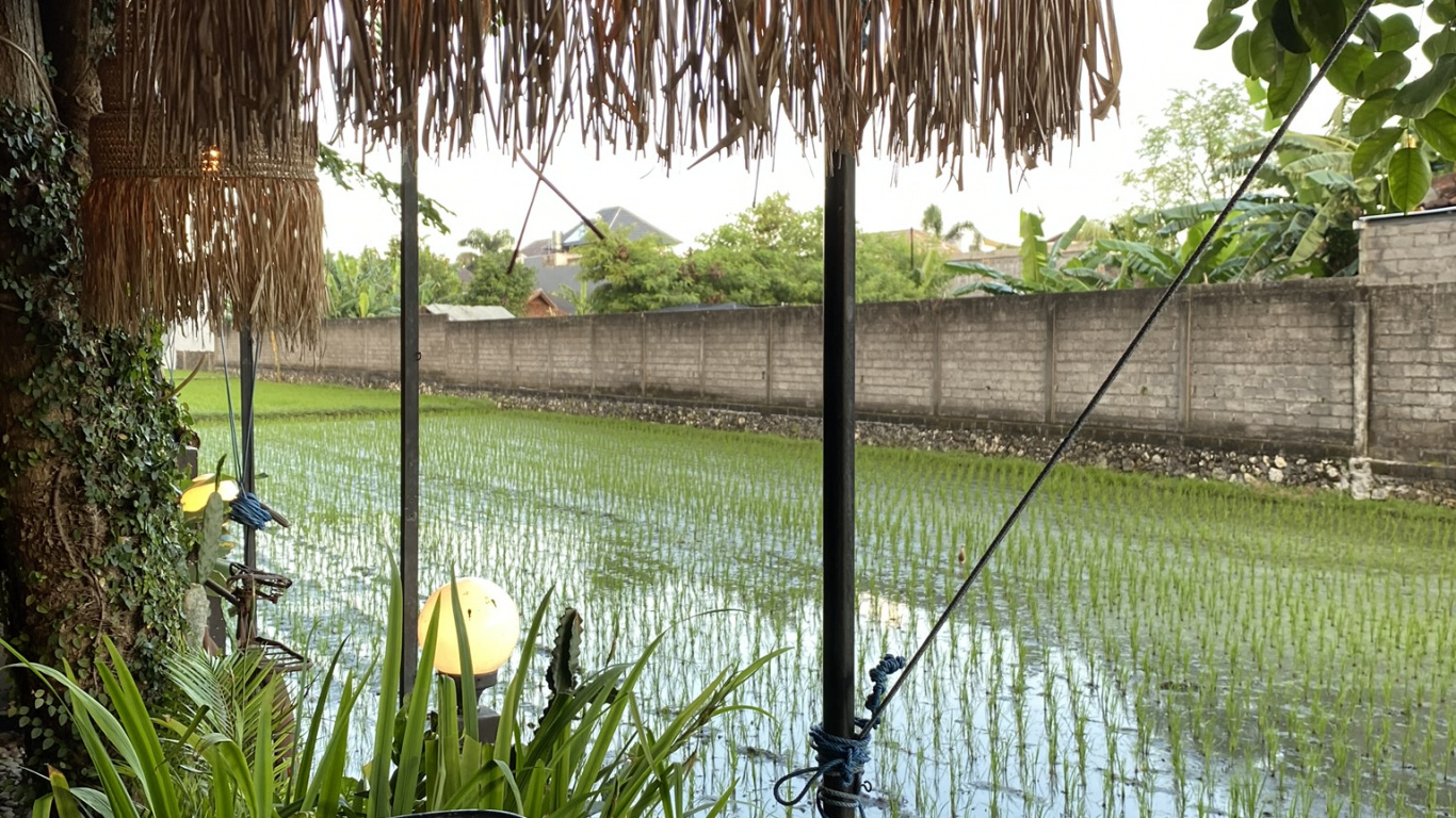 Обои бали, вода, пальмовые рощи, наука, биология в разрешении 1366x768