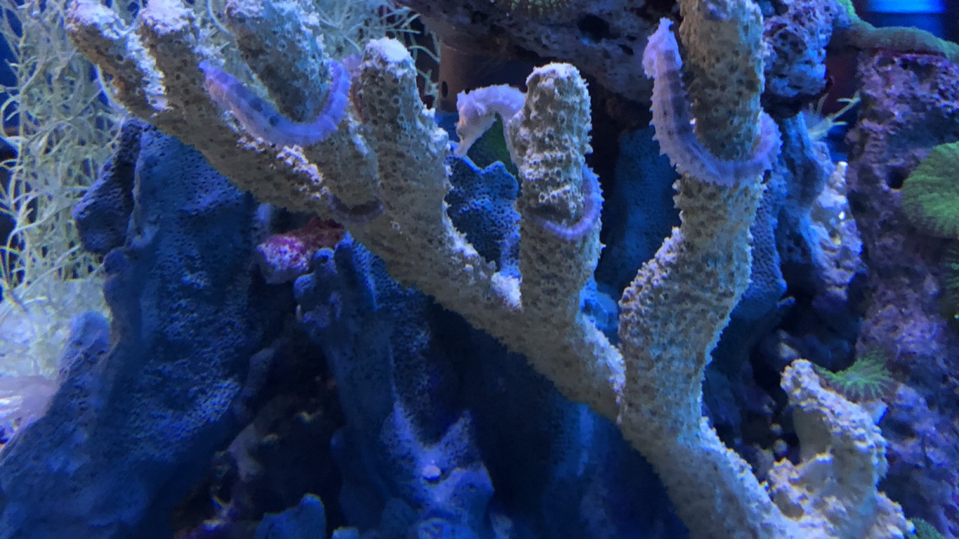 Обои коралловый риф, cnidaria, Кораллов, коралловый риф рыбы, морская биология в разрешении 1366x768