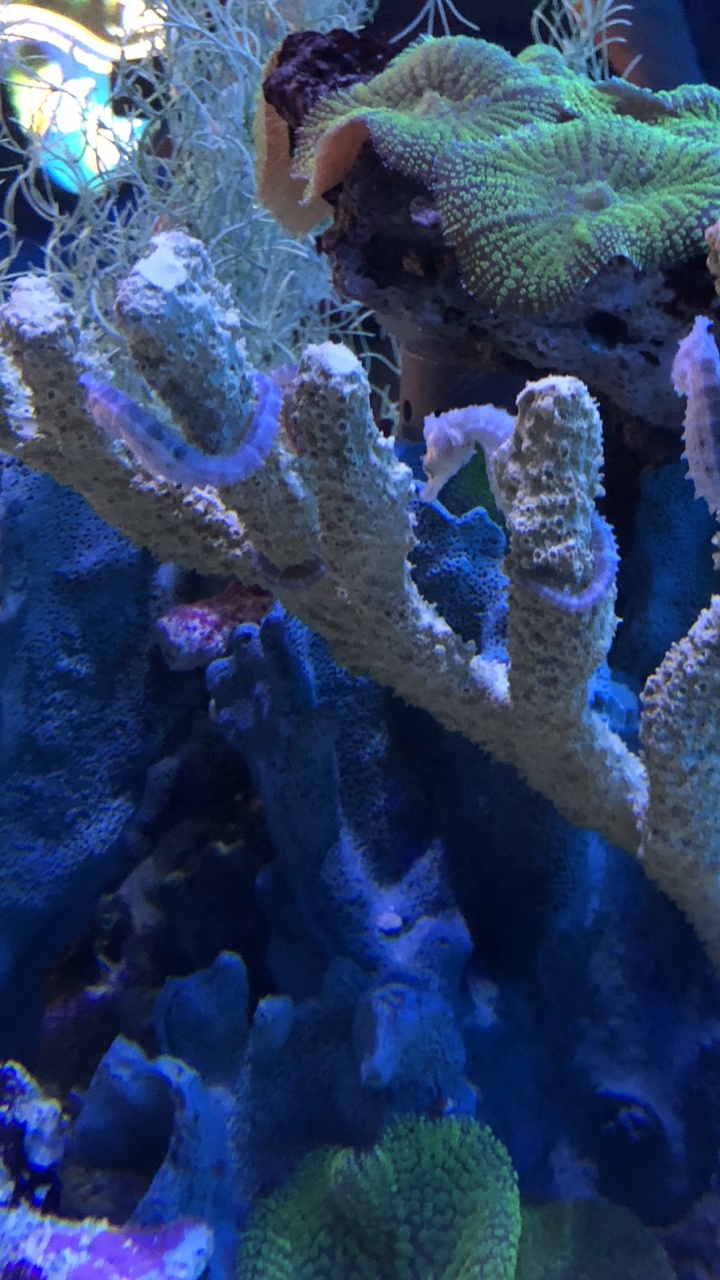 Обои коралловый риф, cnidaria, Кораллов, коралловый риф рыбы, морская биология в разрешении 720x1280