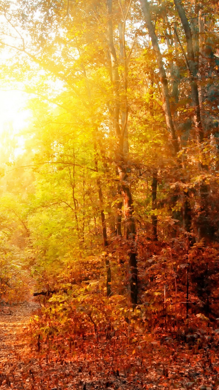 Обои пейзажная живопись, панорама, иллюстрация, растение, Люди в природе в разрешении 720x1280