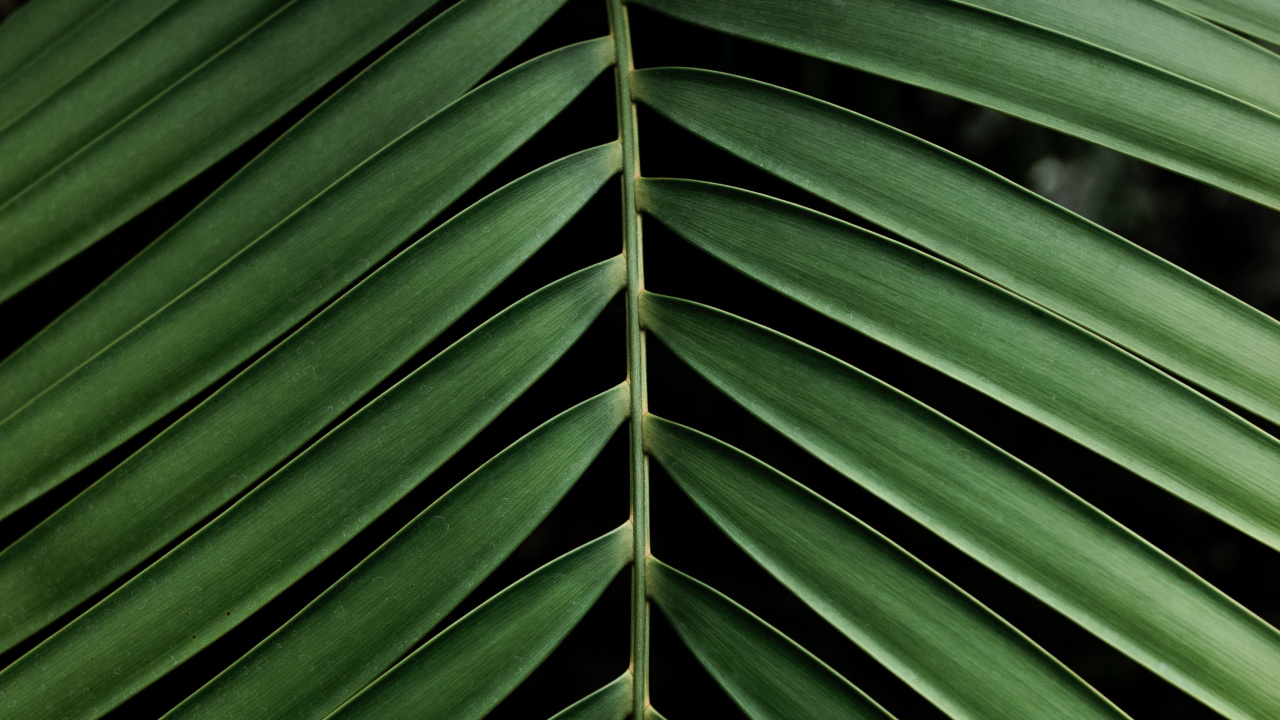 Обои дерево, узор, зеленый, растительность, рассада в разрешении 1280x720