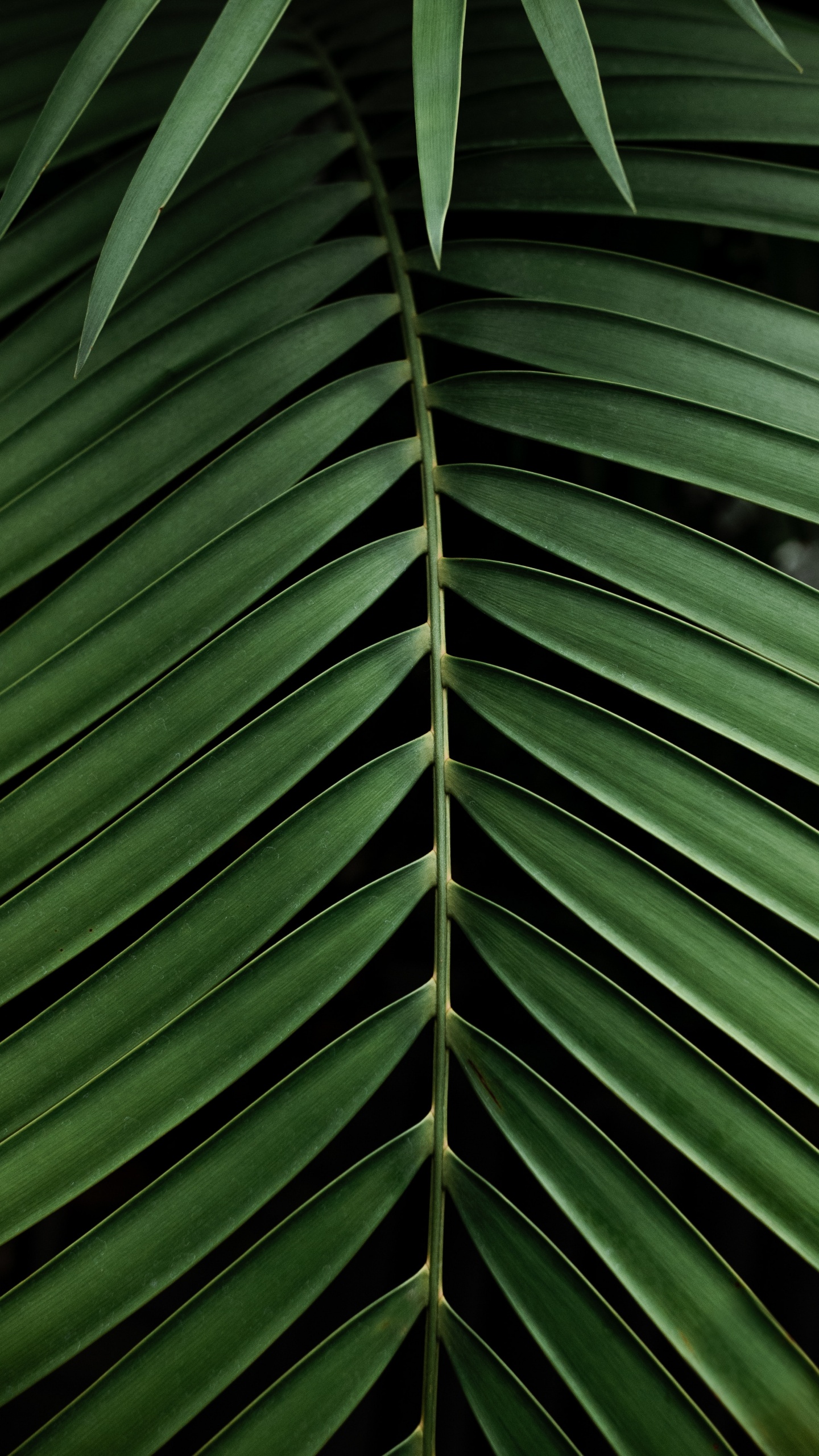 Обои дерево, узор, зеленый, растительность, рассада в разрешении 1440x2560