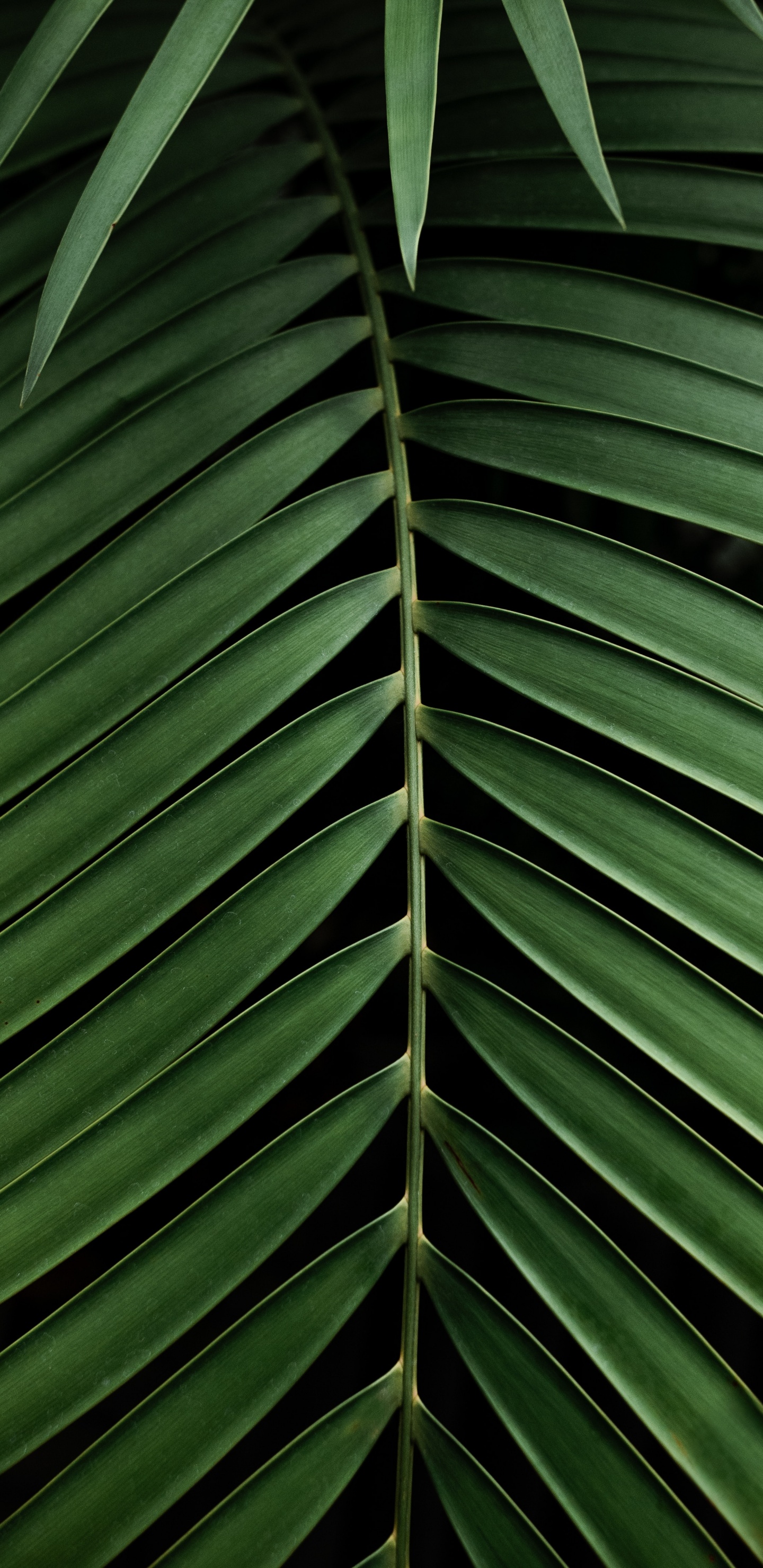 Обои дерево, узор, зеленый, растительность, рассада в разрешении 1440x2960