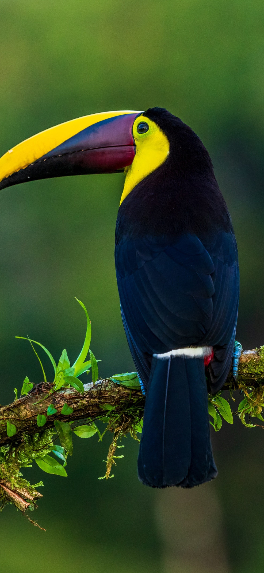 Обои клюв, птица, тукан, дятлообразных, ракшеобразных в разрешении 1125x2436