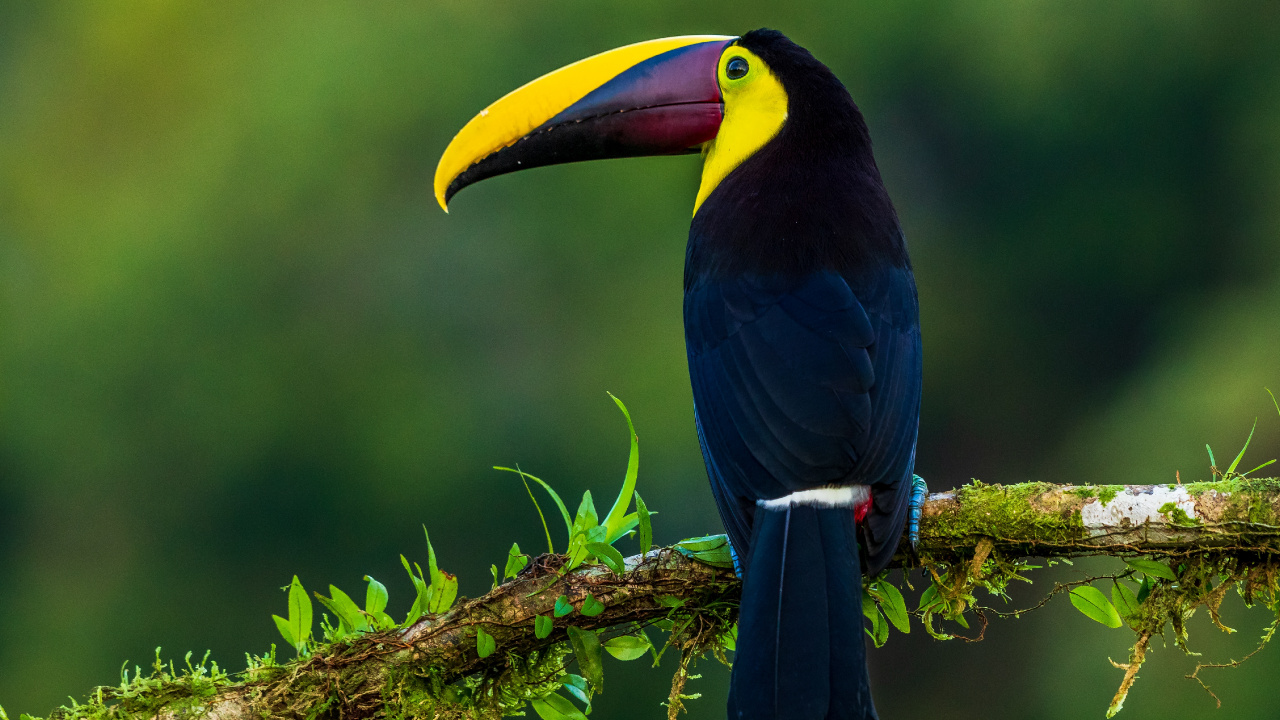 Обои клюв, птица, тукан, дятлообразных, ракшеобразных в разрешении 1280x720