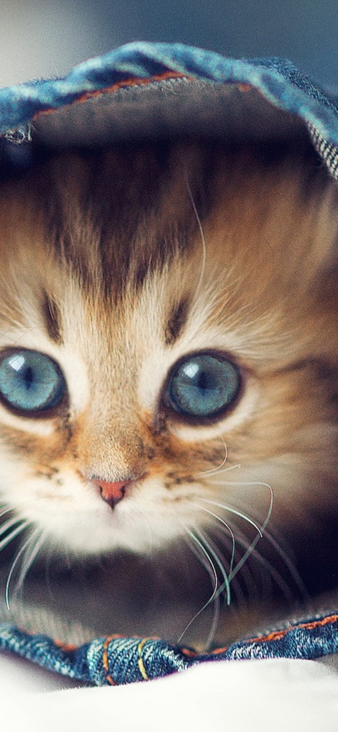 Обои милые кошки, кот, котенок, привлекательность, пес в разрешении 1125x2436