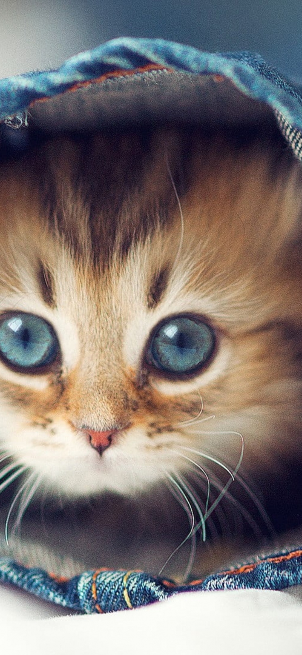 Обои милые кошки, кот, котенок, привлекательность, пес в разрешении 1242x2688