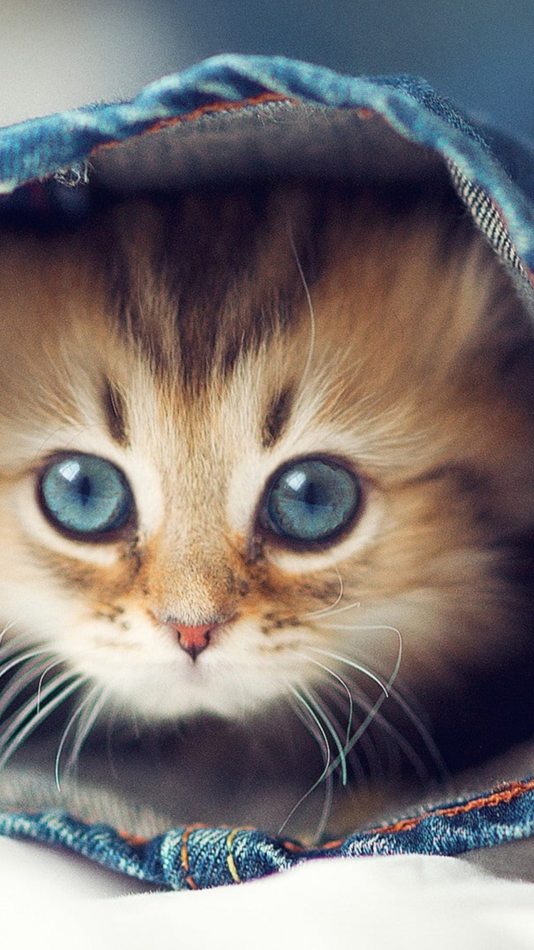 Обои милые кошки, кот, котенок, привлекательность, пес в разрешении 750x1334