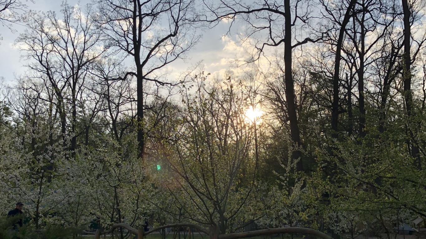 Обои лист, природа, ветвь, облако, дерево в разрешении 1366x768