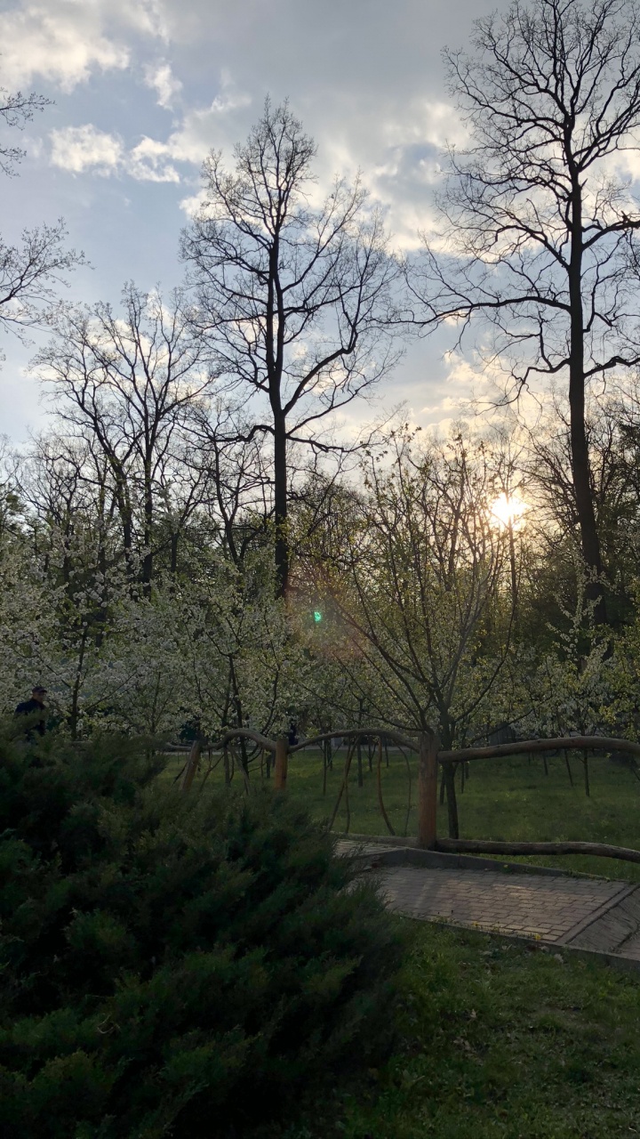 Обои лист, природа, ветвь, облако, дерево в разрешении 720x1280