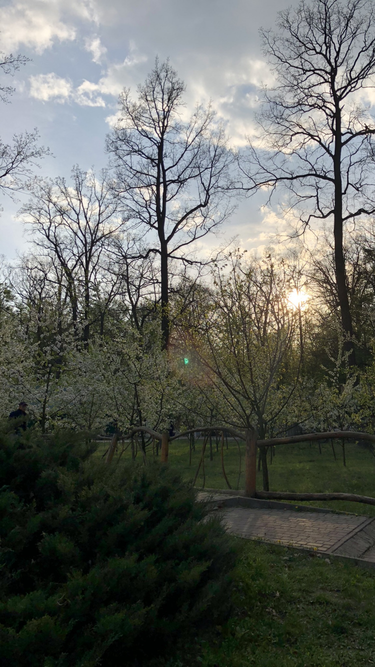 Обои лист, природа, ветвь, облако, дерево в разрешении 750x1334