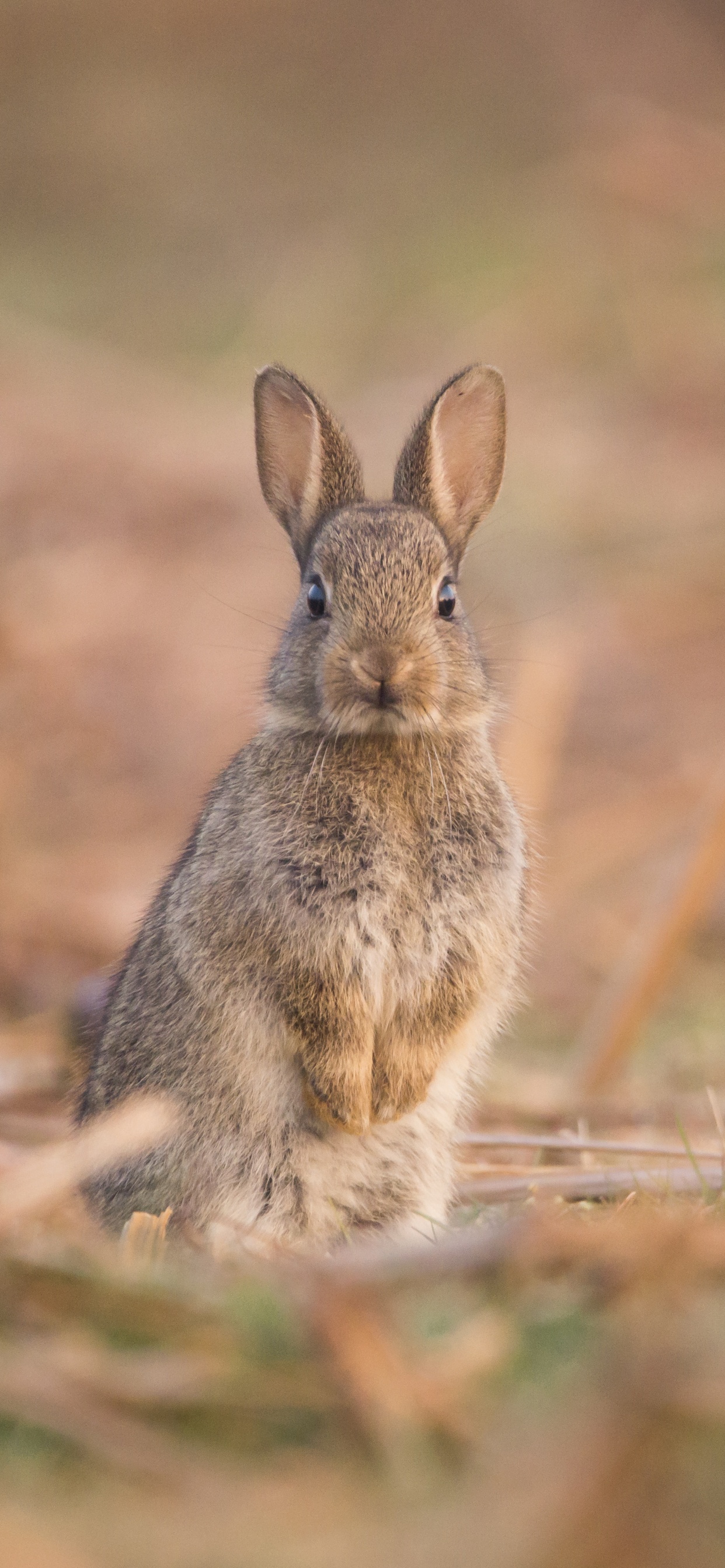 Обои заяц, кролик, Горный Заяц, Audubons Заяц, Кролики и зайцы в разрешении 1242x2688