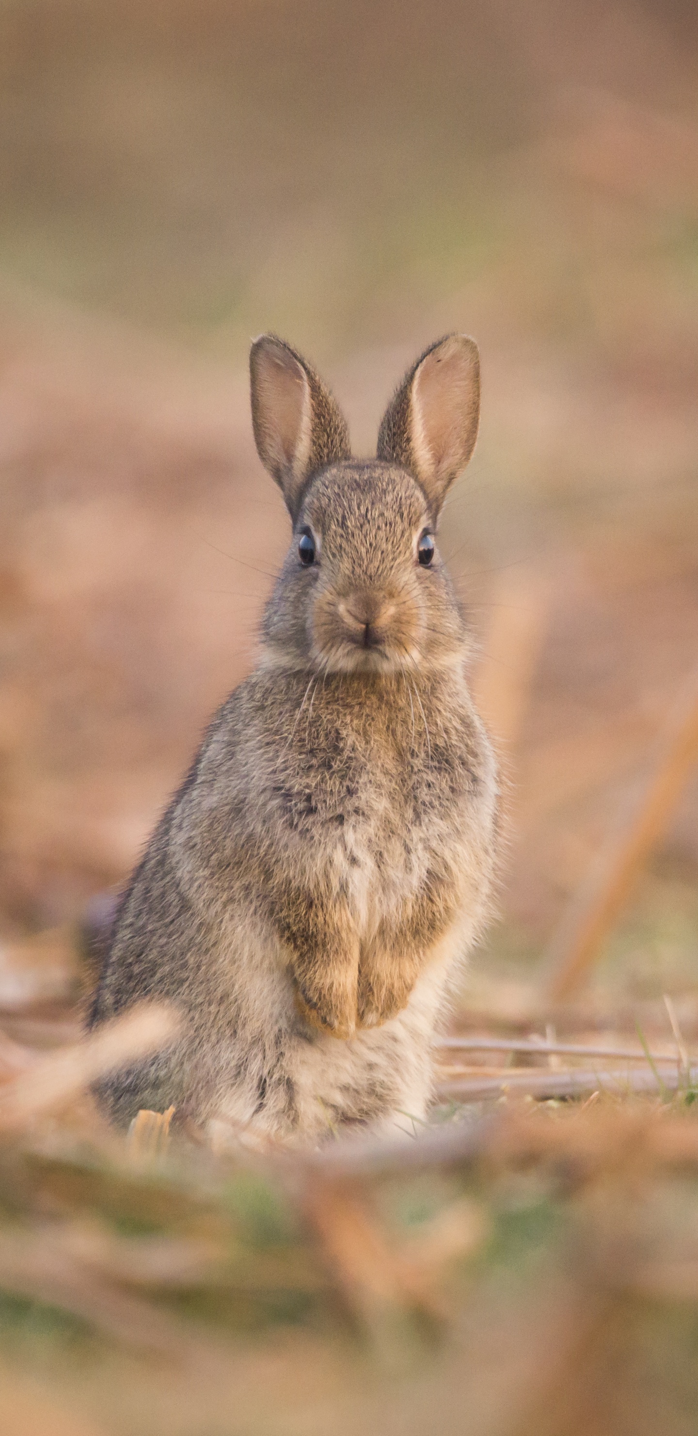 Обои заяц, кролик, Горный Заяц, Audubons Заяц, Кролики и зайцы в разрешении 1440x2960