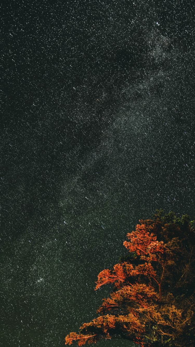 Обои природа, природный ландшафт, асфальт, дерево, прут в разрешении 750x1334