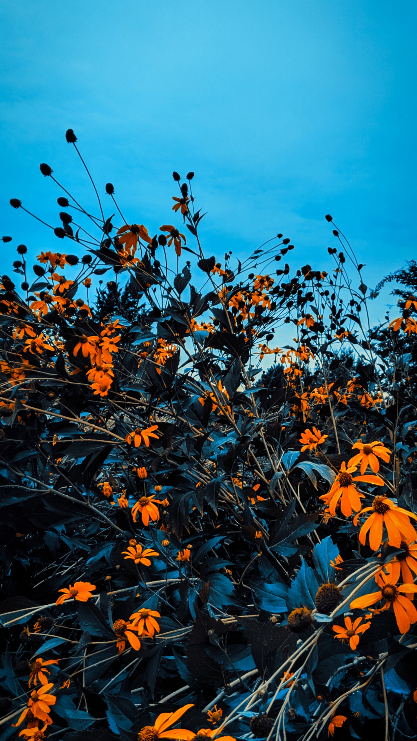 Обои осень, ветвь, прут, Апельсин, стебель растения в разрешении 1440x2560