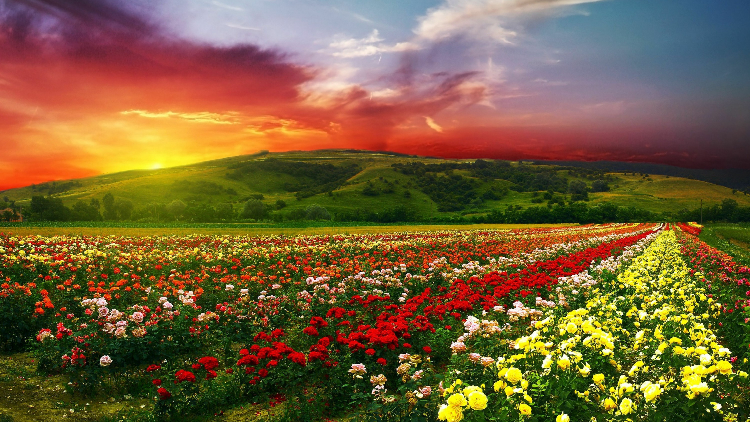 Обои цветок, природа, поле, луг, небо в разрешении 2560x1440