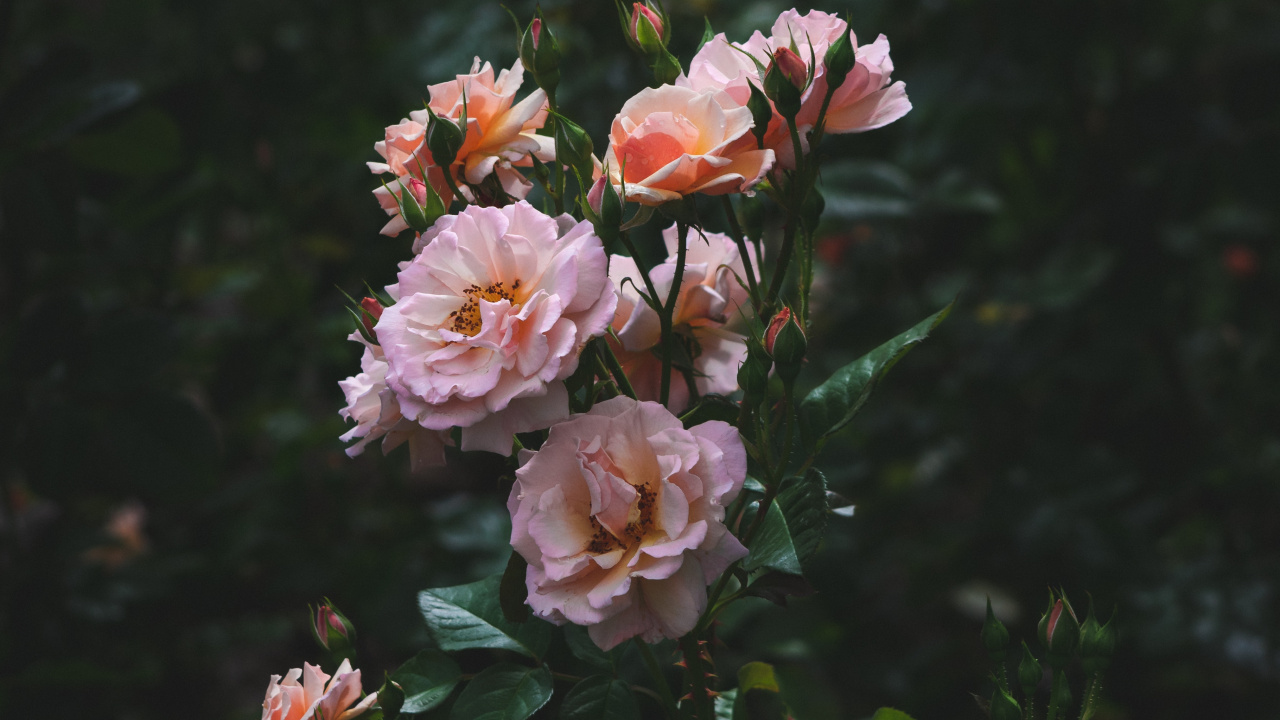 Обои сад роз, семья Роуз, Роза, цветковое растение, флорибунда в разрешении 1280x720