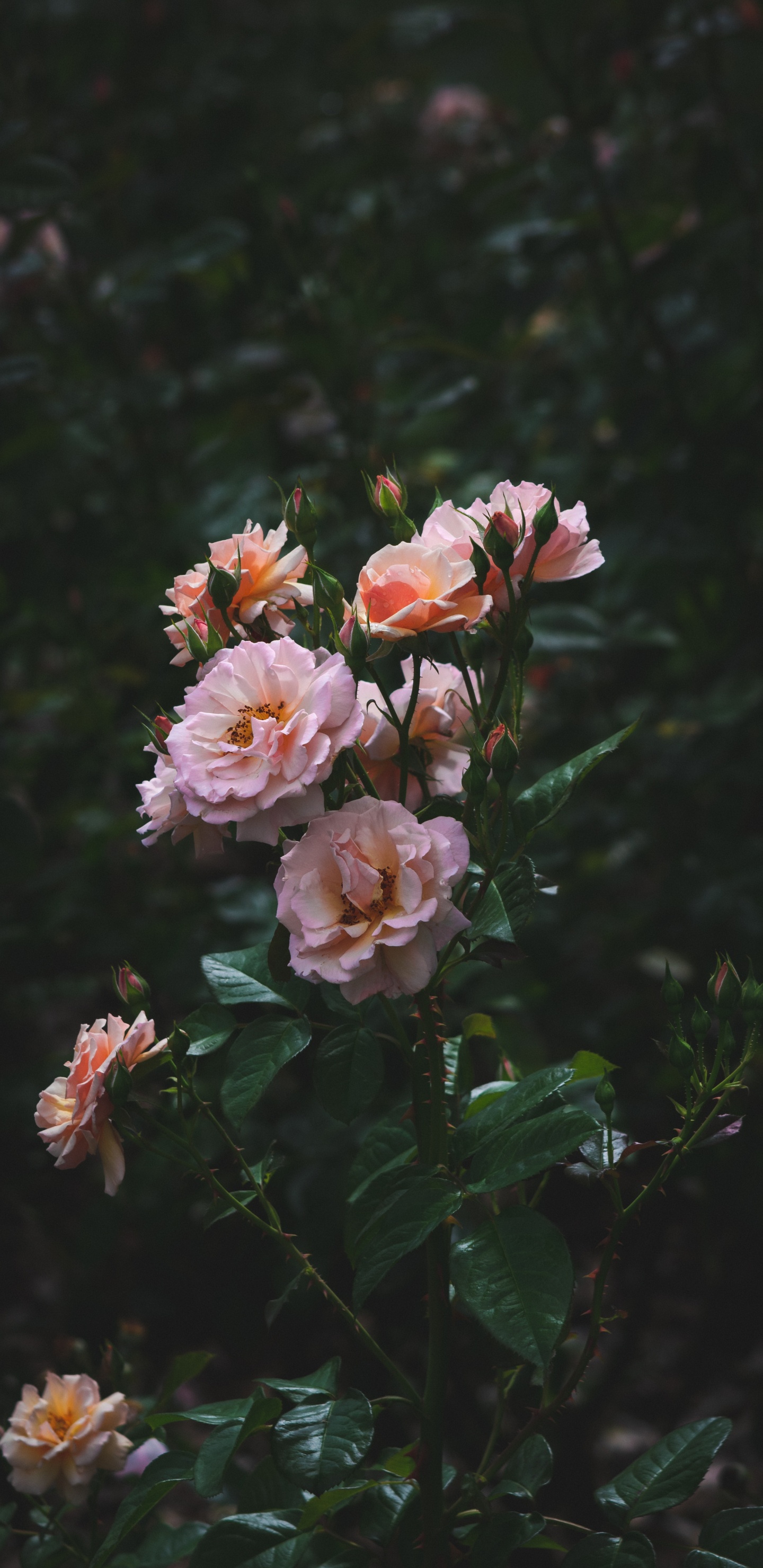 Обои сад роз, семья Роуз, Роза, цветковое растение, флорибунда в разрешении 1440x2960