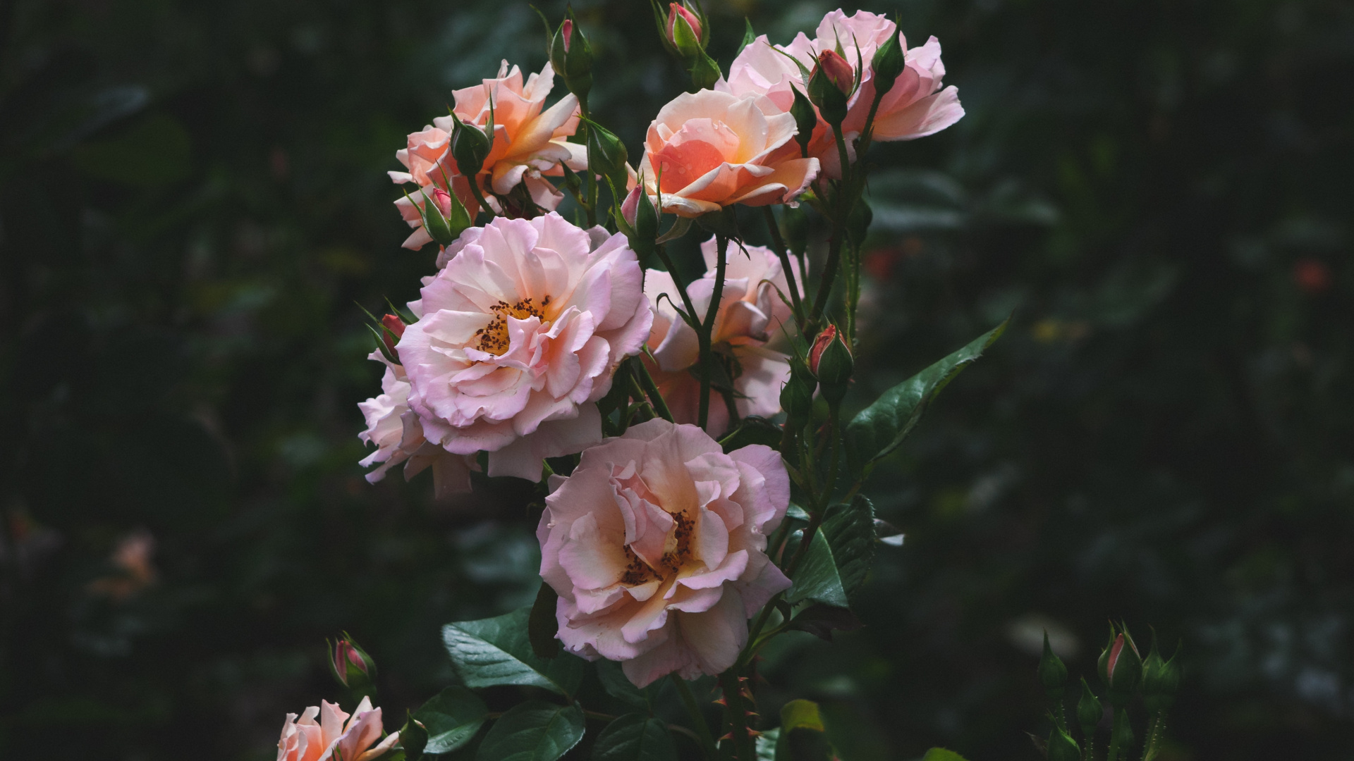 Обои сад роз, семья Роуз, Роза, цветковое растение, флорибунда в разрешении 1920x1080