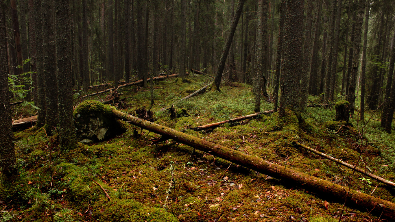 Обои дерево, лес, лесистая местность, природный заповедник, Хирси в разрешении 1366x768