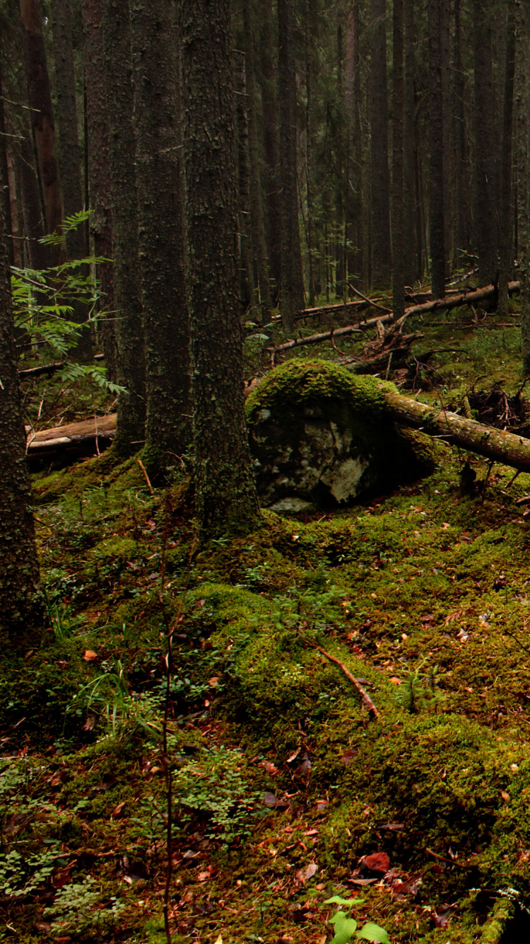 Обои дерево, лес, лесистая местность, природный заповедник, Хирси в разрешении 750x1334