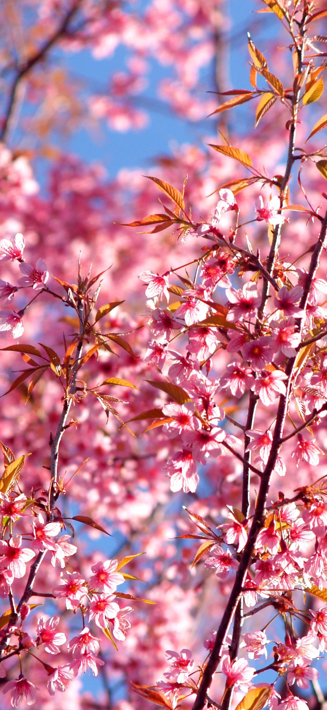 Обои растение, лепесток, ветвь, розовые цветы, цветковое растение в разрешении 1125x2436