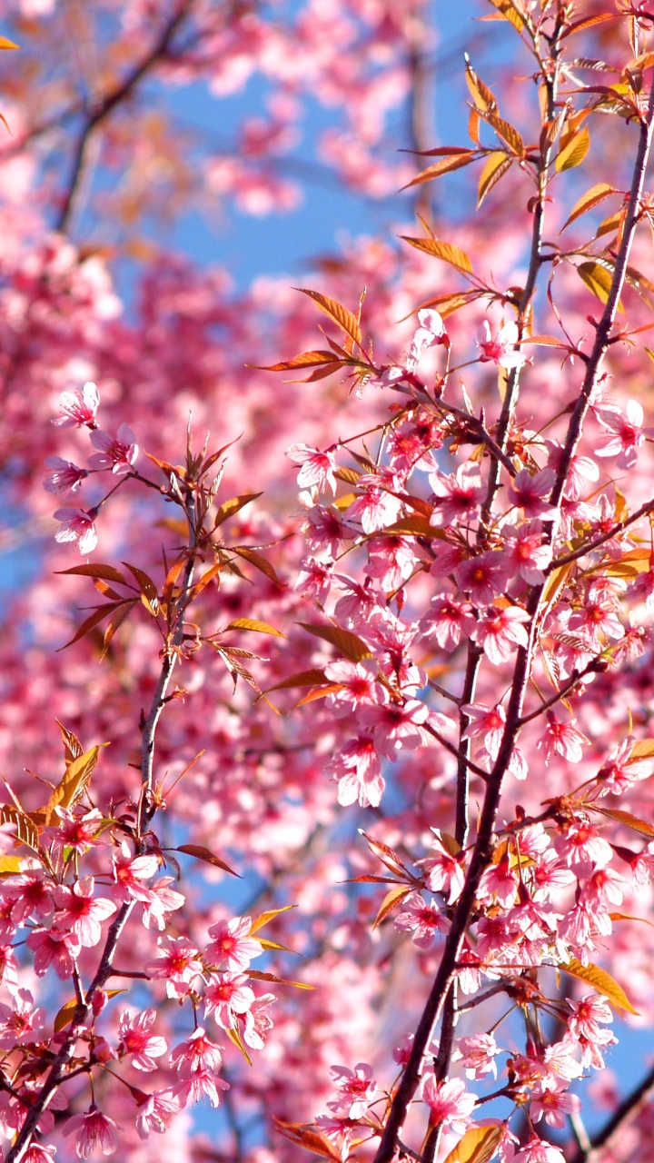 Обои растение, лепесток, ветвь, розовые цветы, цветковое растение в разрешении 720x1280