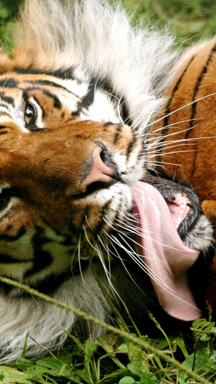 Обои бенгальский тигр, Белый тигр, живая природа, наземные животные, Амурский тигр в разрешении 750x1334