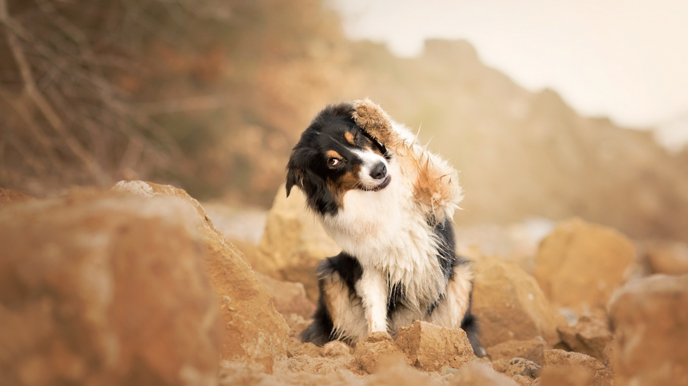 Обои морда, бордер колли, Австралийская овчарка, Фигурные покрытием ретривер, Колли в разрешении 1366x768