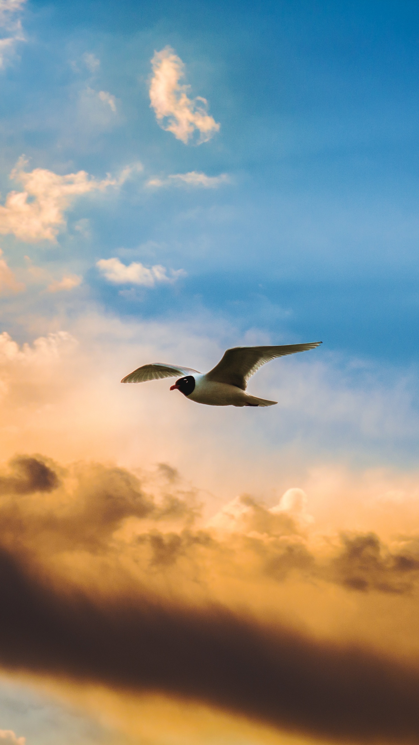 Обои птичьего полета, полет, птица, облако, дневное время в разрешении 1440x2560
