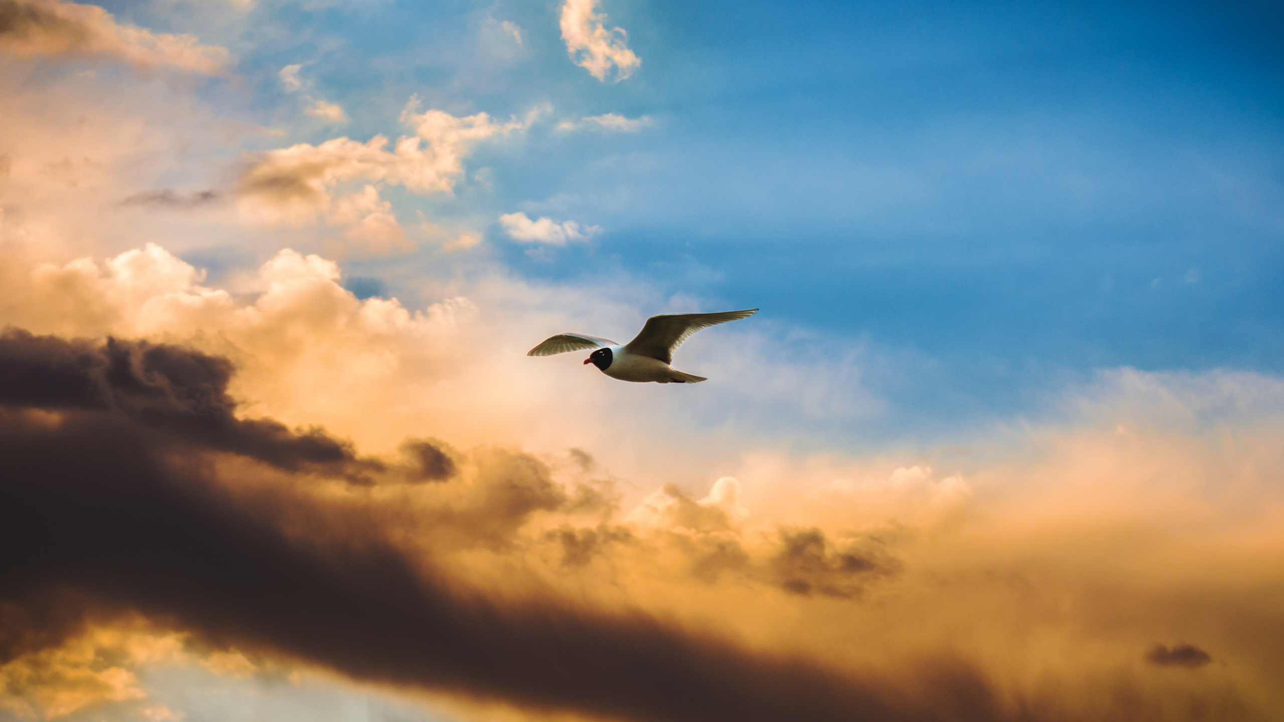 Обои птичьего полета, полет, птица, облако, дневное время в разрешении 2560x1440