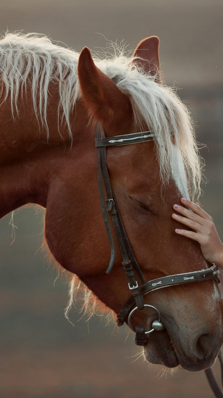 Обои девушка с лошадью, белая лошадь, Арабская лошадь, пони, волосы в разрешении 750x1334