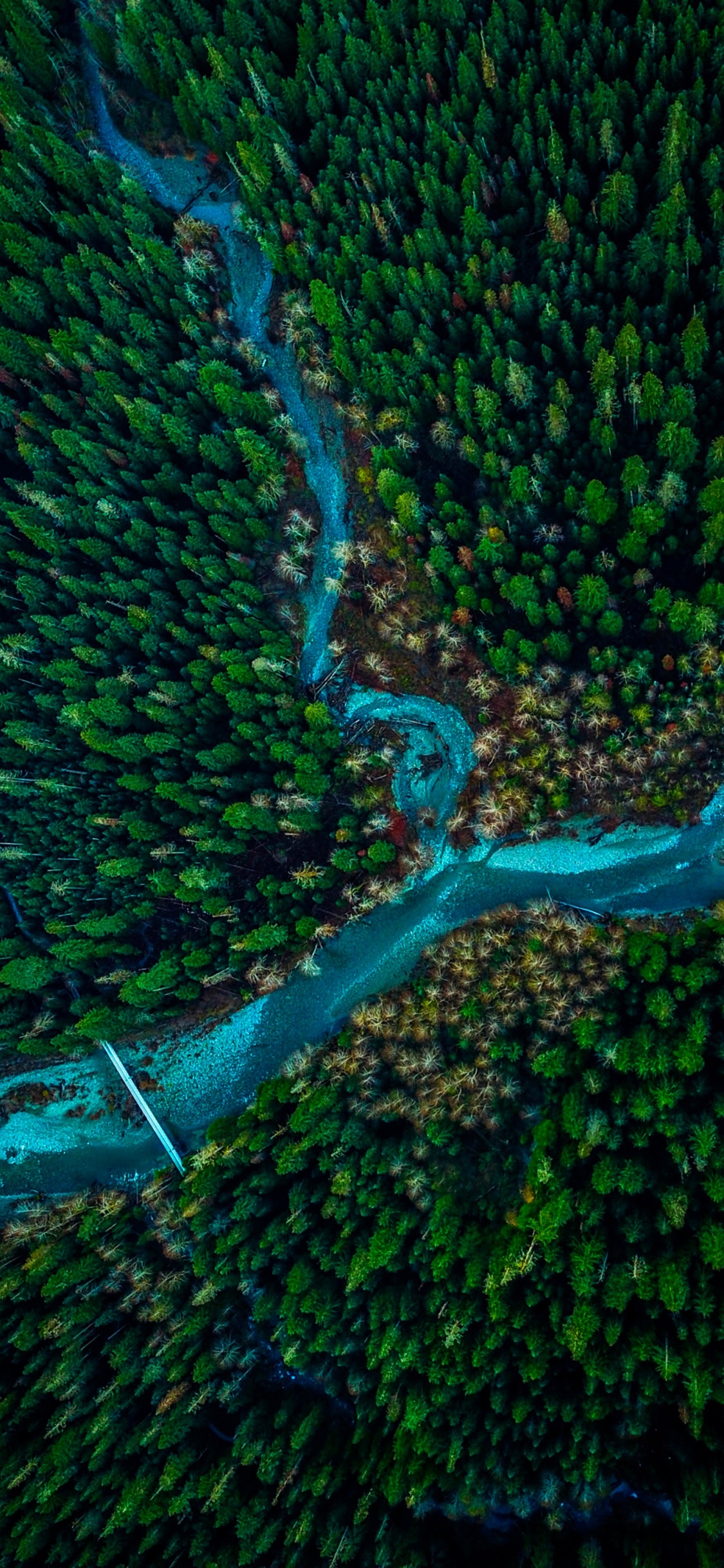 Обои растительность, зеленый, подземные воды, лист, вода в разрешении 1125x2436